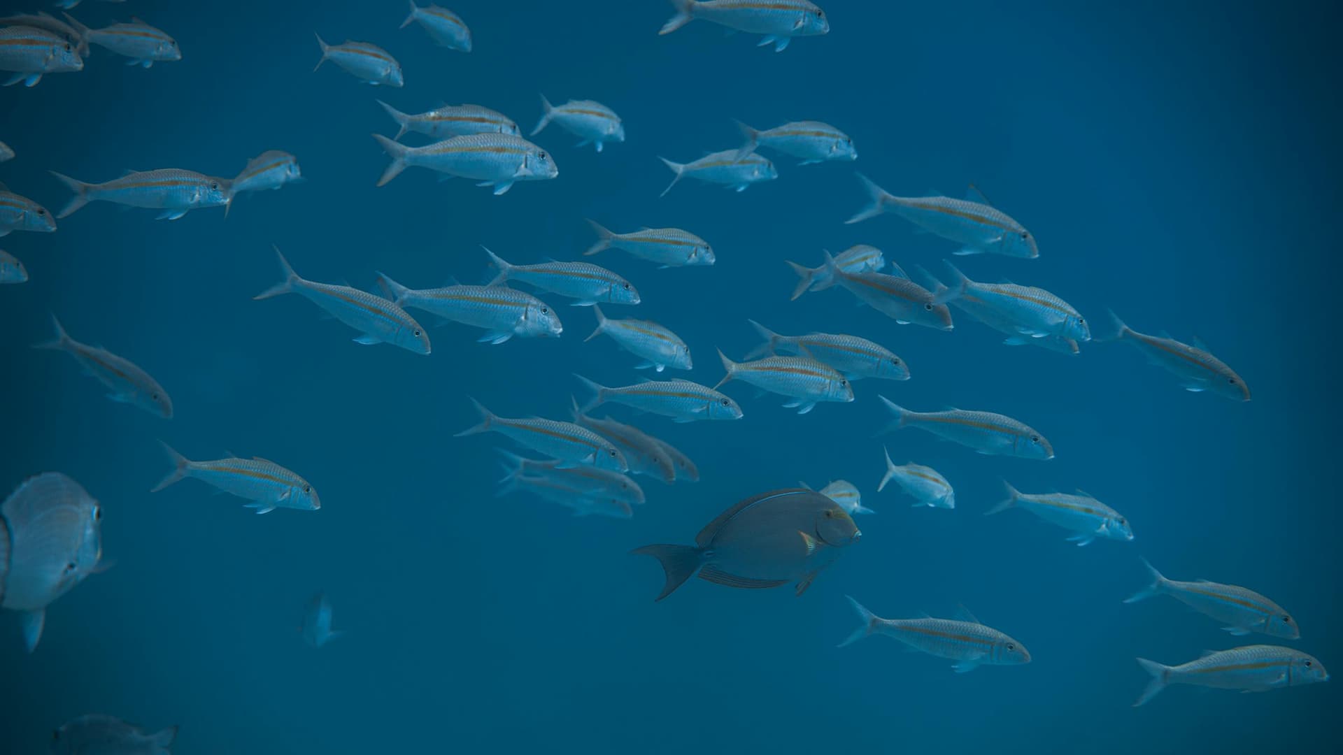 Aquaculture