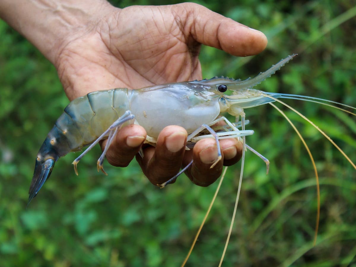 Shrimp