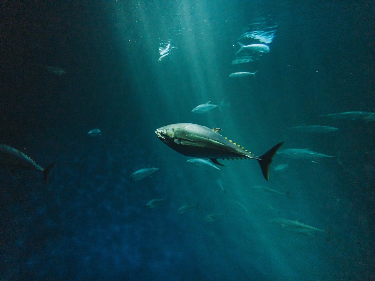 Bluefin Tuna
