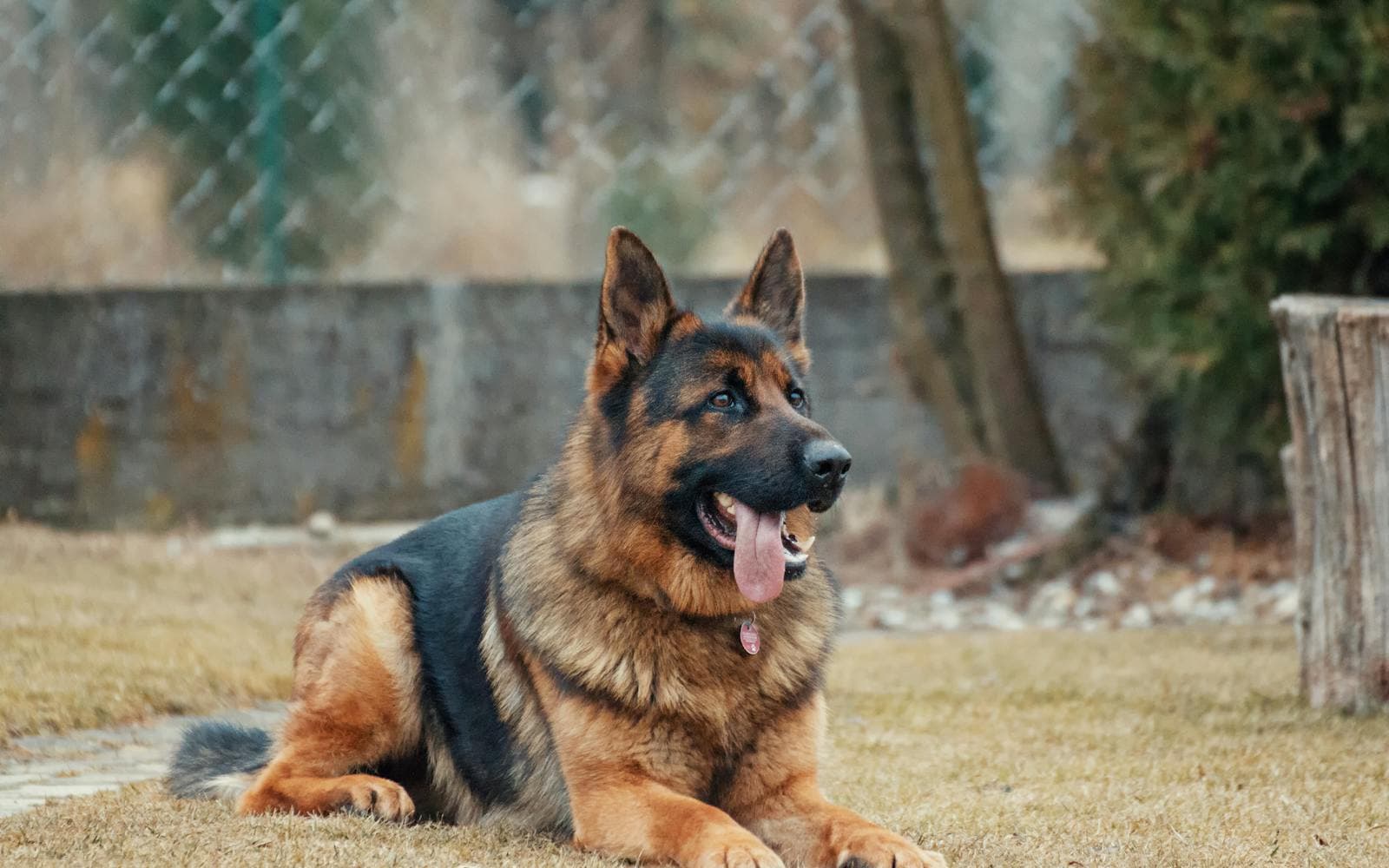 K9 Units
