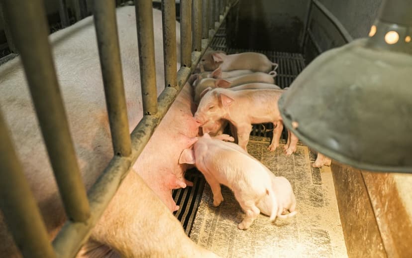 Breeding and Gestation Facilities