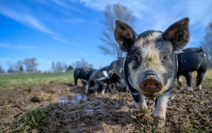 Swine Research